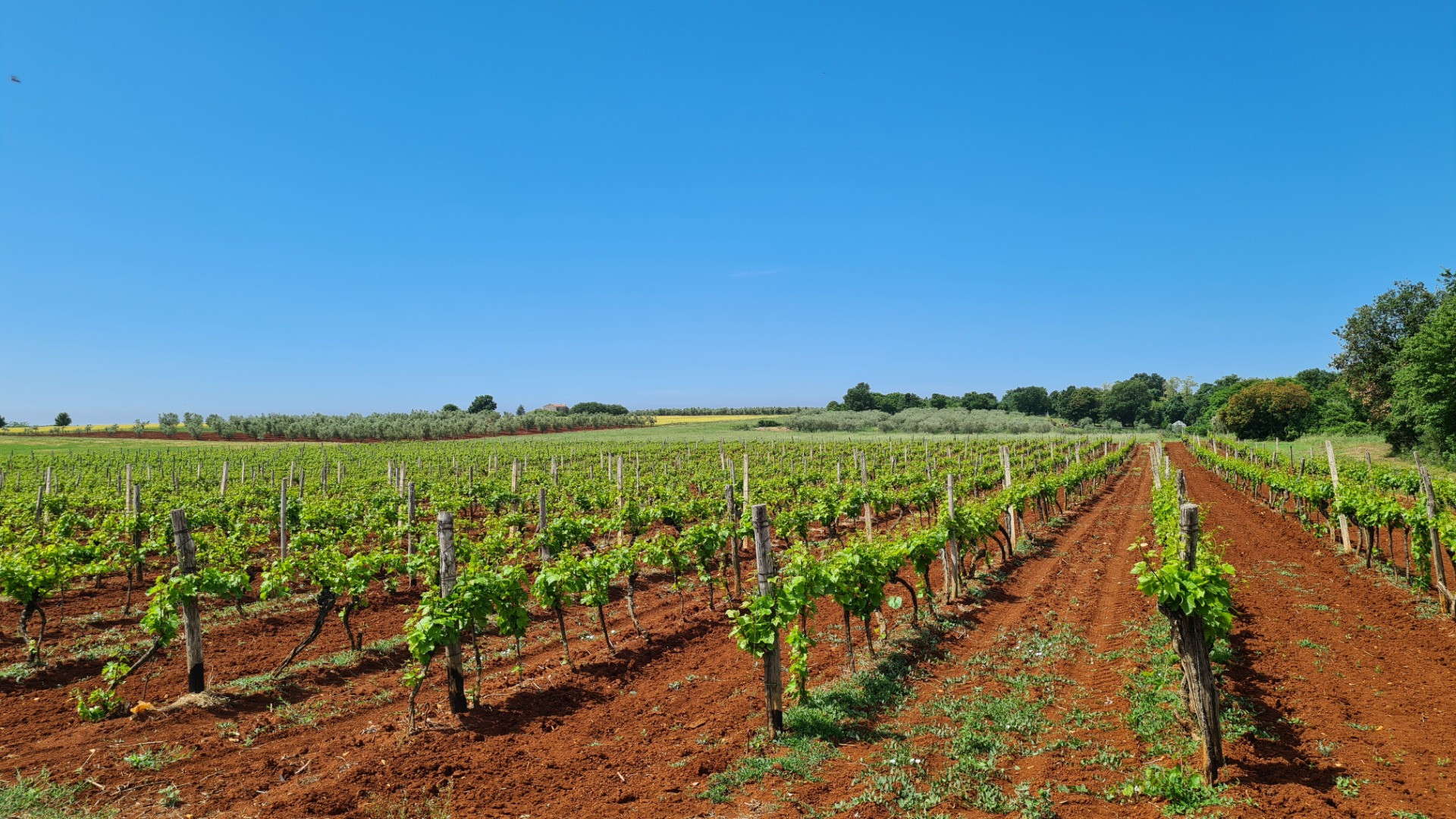 Pure Istrian Experience - Quality vacation is a holiday without compromise, Pure Istrian Experience Novigrad